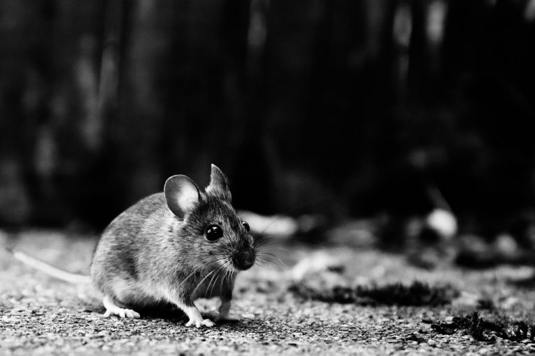 mouse blockers kelowna auto experts 2